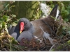 moorhen.jpg